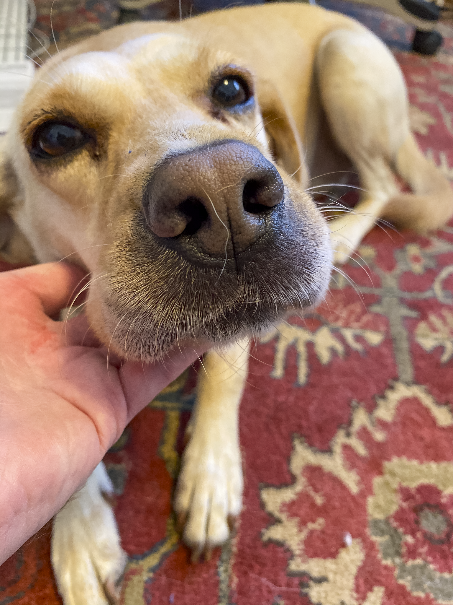 Dulcinea after eating some bees